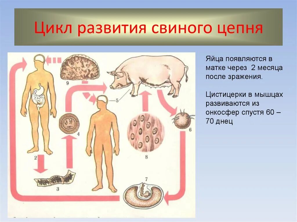 Какая стадия свиного цепня разовьется в человеке. Жизненный цикл свиного солитера схема. Цикл развития свиного цепня биология. Ленточные черви свиной цепень жизненный цикл. Свиной Солитер жизненный цикл.