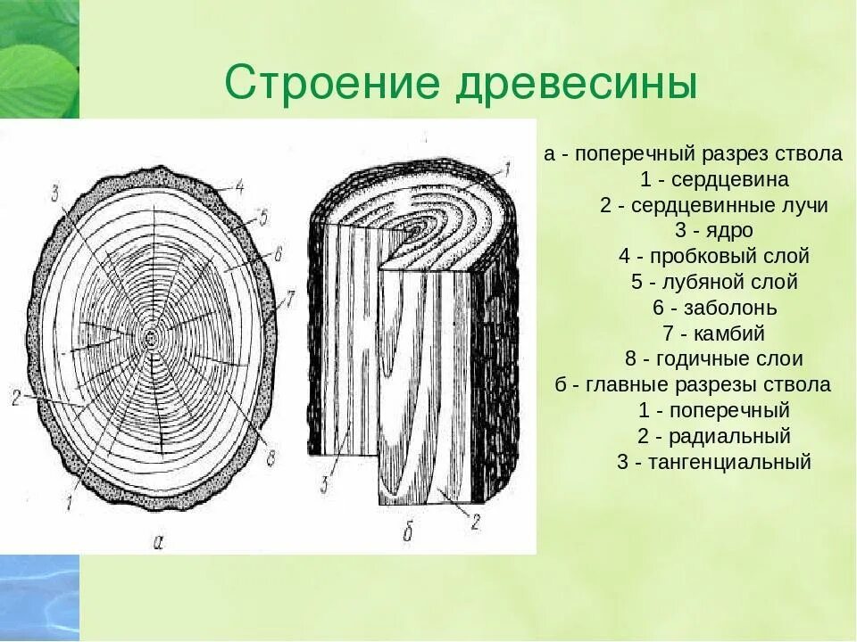 Схема строения ствола хвойного дерева подпишите. Строение поперечного среза древесины. строение древесины(поперечный срез ствола). строение древесины продольный и поперечный срез ствола. продольно-поперечный срез древесного стебля.