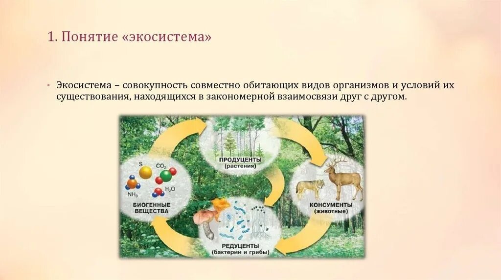 Три функциональные группы экосистемы. Экосистема. понятие экосистемы. роли организмов в экосистеме. экосистема презентация.