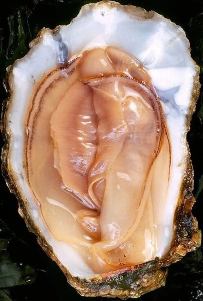 мидия раскрыта. двустворчатые моллюски устрицы. мидия раскрытая. мидии живые полураскрытые. мидии в раскрытом виде.