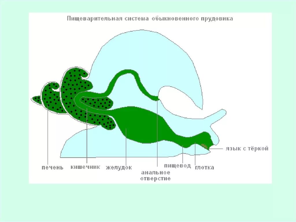 Строение пищеварительной системы брюхоногих моллюсков. Пищеварительная система моллюсков схема. Пищеварительная система брюхоногих моллюсков схема. Пищеварительная система брюхоногих моллюсков рисунок. Печень у малого прудовика