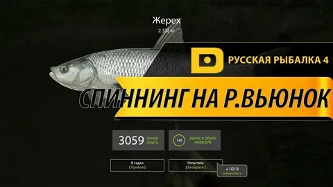 Где ловить на вьюнке
