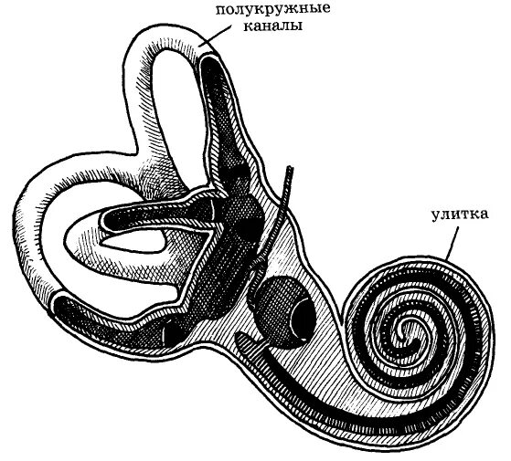 Три полукружных канала в ухе. Строение полукружных каналов. Улитка и полукружные каналы. Строение уха дельфина. Полукружные каналы являются органом.