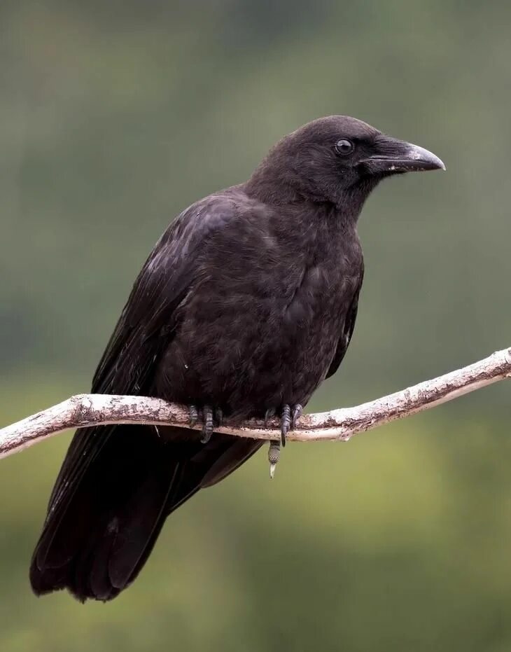 Corvus caurinus. Corvus nasicus. Corvus coronoides. Corvus brachyrhynchos.