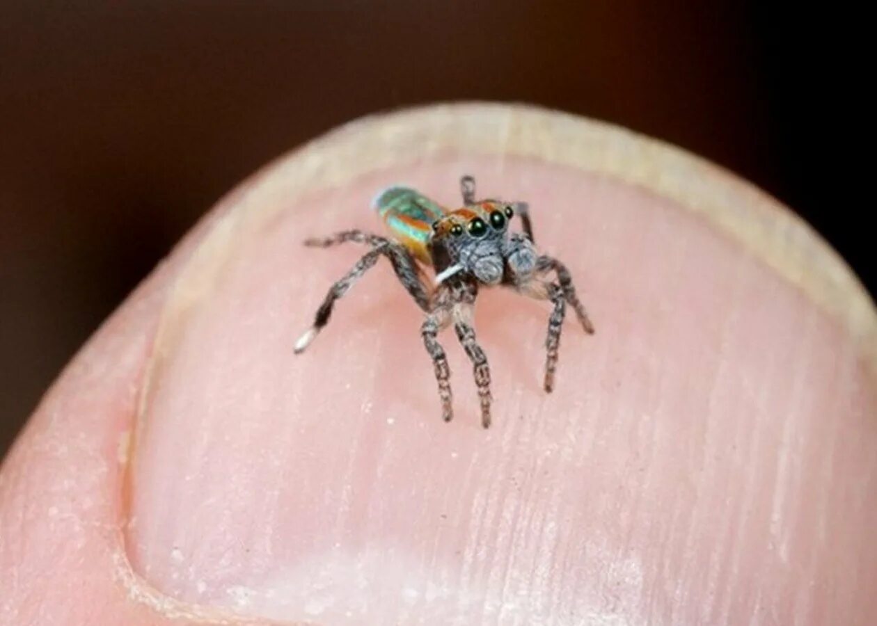 Пуки мало. Паук-Павлин (Maratus volans). Павлиний паук скакун. Maratus volans самка. Паук скакун Маратус.