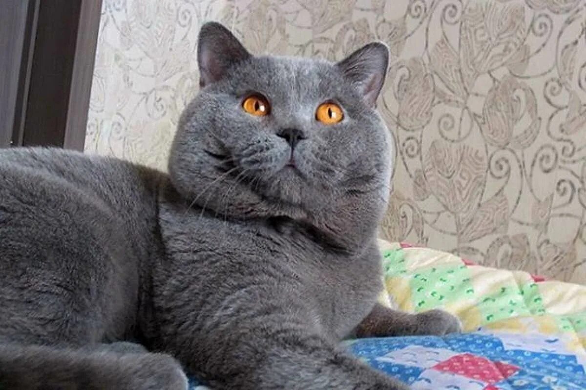 Что есть британская кошка