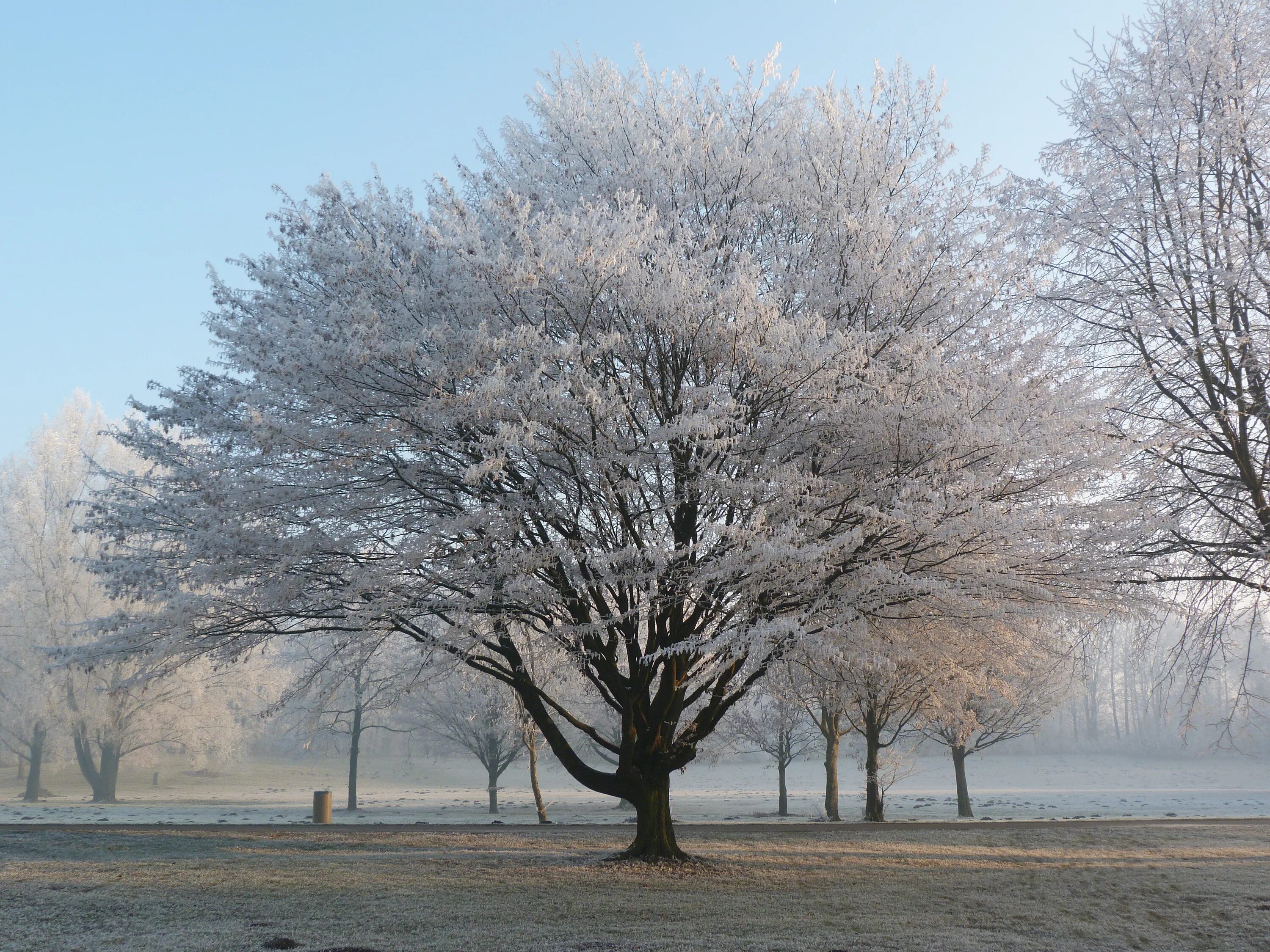 Какая погода в дерево. Липа зимой. Липа дерево зимой. Голые зимние деревья. Липа зимой фото.