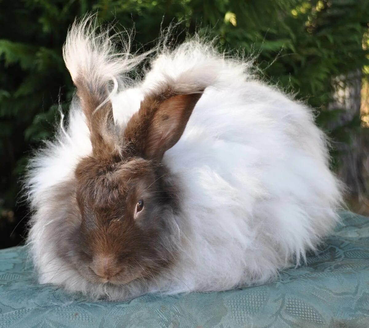 Сколько живут пушистые. Ангорский карликовый кролик. Кролик породы ангорский. Ангорский кролик гигант. Кролик ангорский пуховой длинношерстный.