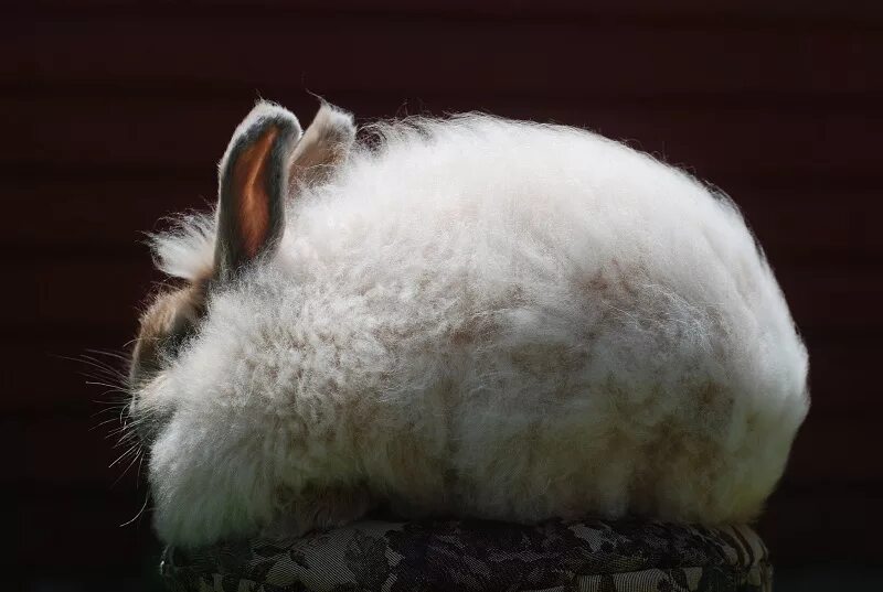 Rabbit turkey. Пушистый ангорский кролик. Самый пушистый кролик в мире ангорский. Мохнатый кролик. Пушистый зверек.