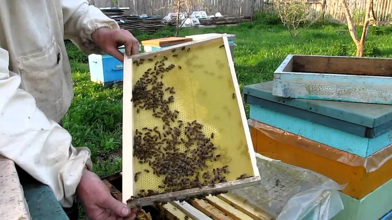 Пчеловод получает с умного улья данные