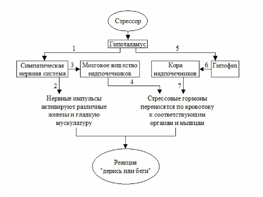 Схема развития стрессовой реакции. Схема механизмов реализации стрессовой реакции. Схема стресс реакции. Схема развития стресс реакции. Механизмы развития стресса