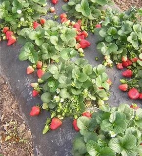 Что можно посадить после клубники весной