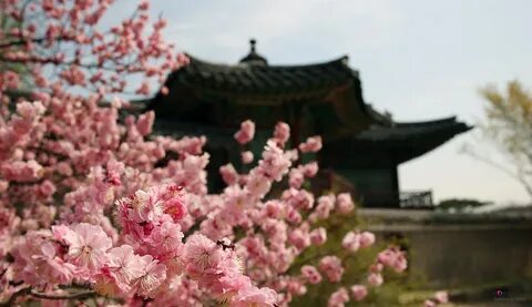 Korean i