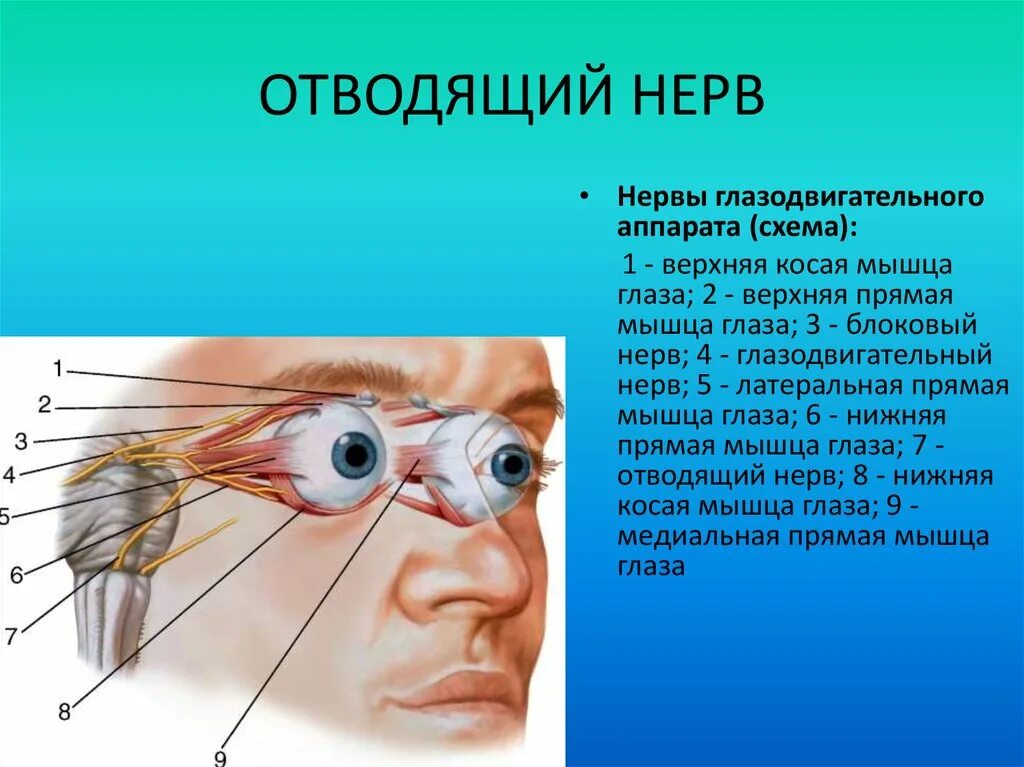 Нейропатия глаза. Глазодвигательный аппарат глаза иннервация. Отводящий нерв (vi пара черепных нервов). Мышца, которую иннервирует отводящий нерв. Отводящий нерв нерв иннервирует.