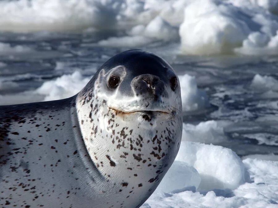 Seal&#039;s