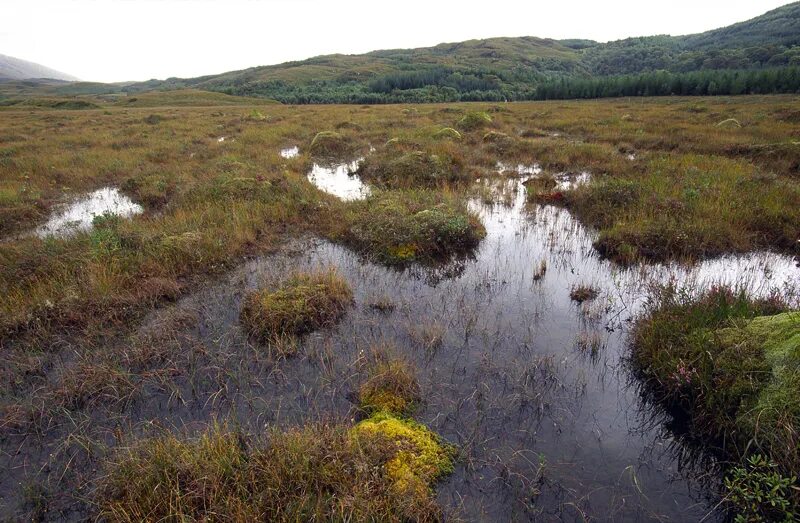 Торфяные болота шотландии. Болота ирландии торфяные на островах. Болота в горах. Метро болото озеро. Национальный парк соомаа в эстонии.