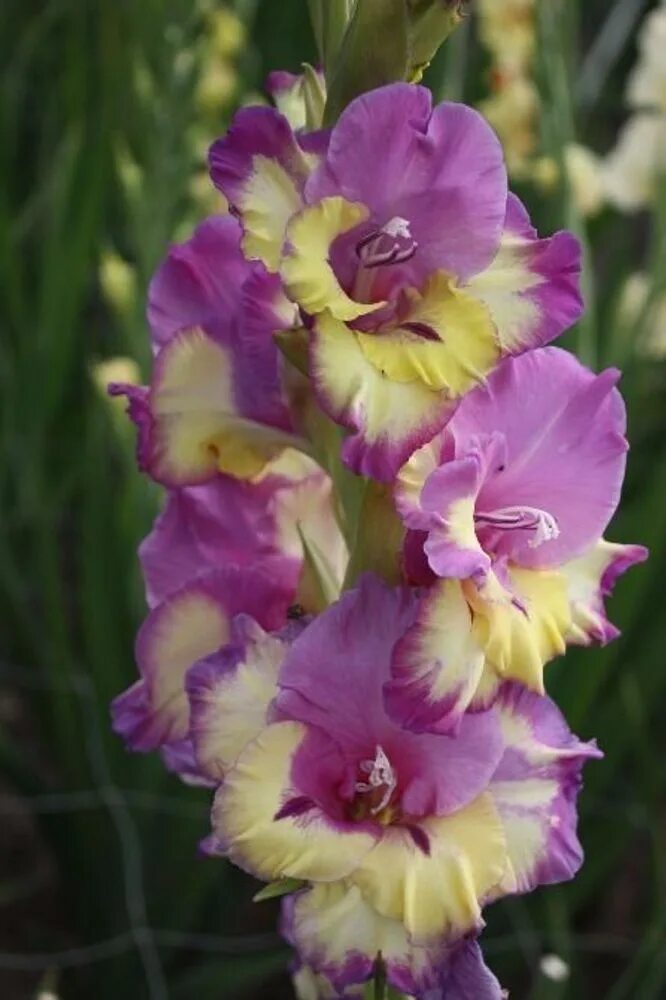 Гладиолус чоколат кинг. Гладиолус спартанец. Гладиолусы 2024. Гладиолус сиреневый. Гладиолусы 2024.