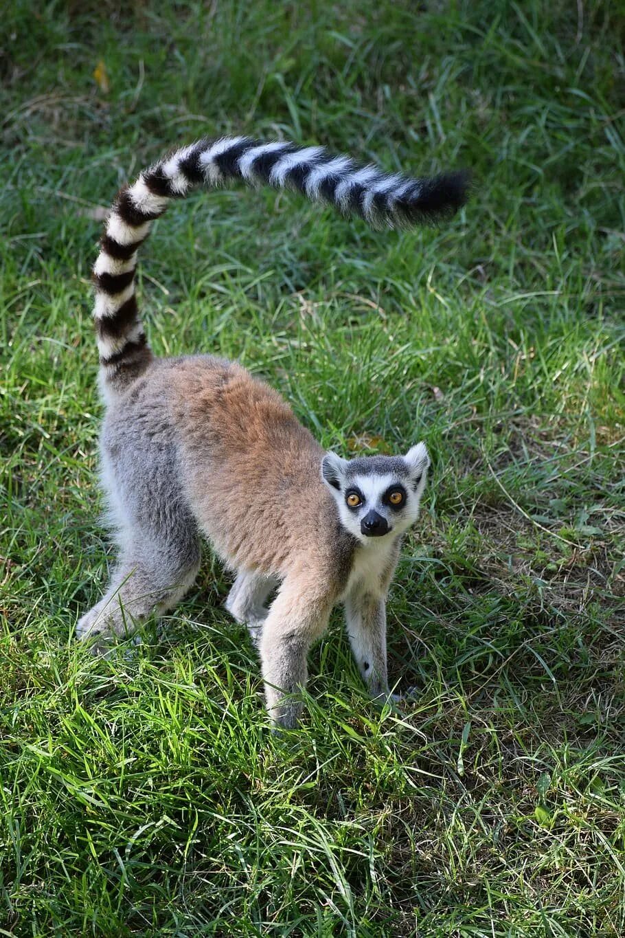 Кольцехвостый (кошачий) лемур. Длинный полосатый хвост. Длинный полосатый хвост. Сумчатый лемур. Мадагаскарский лемур.