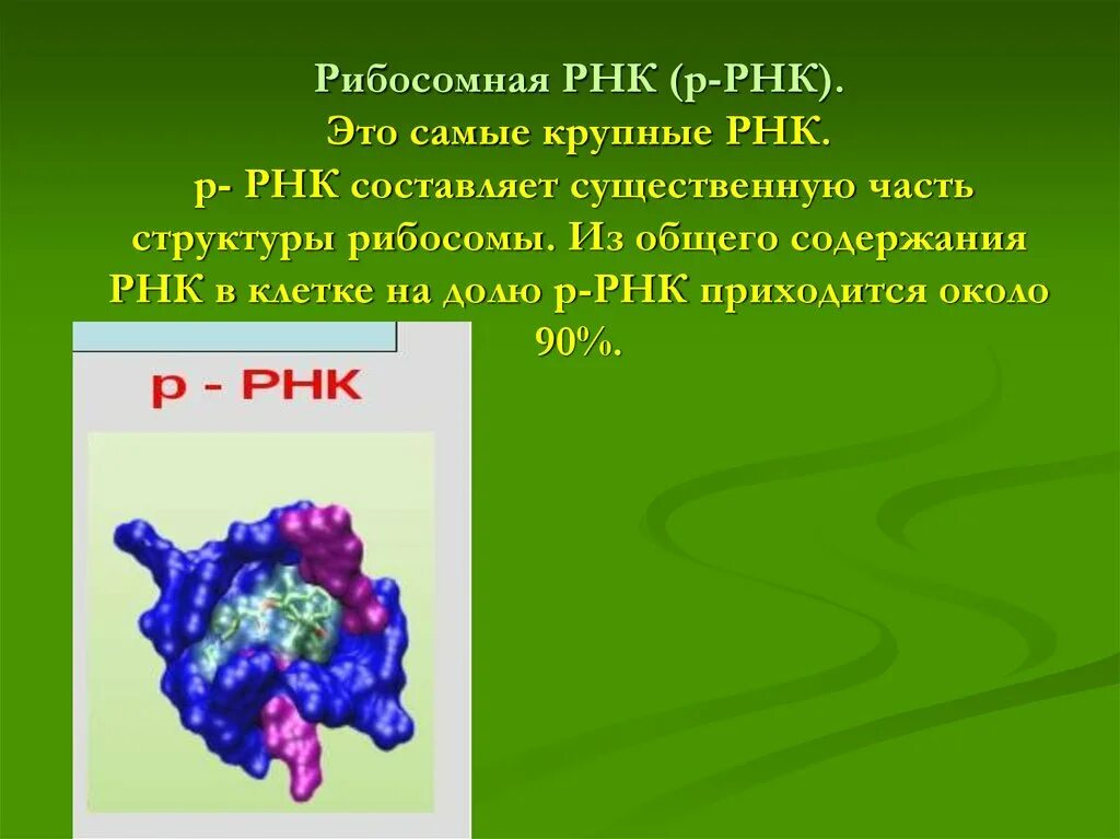 Описание молекул рнк. Рибосомная РНК функции. Рибосомная РНК (Р-РНК). Структура рибосомальной РНК. Рибосомальная РНК строение.