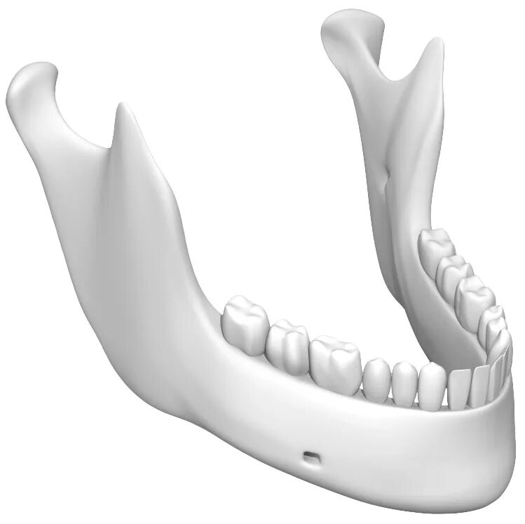 Мандибула нижняя челюсть. Mandibula скгыеуф. Кость челюсти. Челюсть на английском