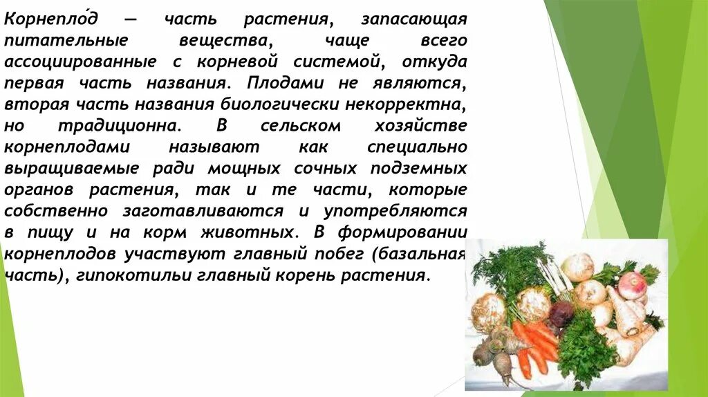 Корнеплод формирует. Растения корнеплоды. Корневище, корнеплод, клубнелуковица. Формирование корнеплода. Двулетние корнеплоды.