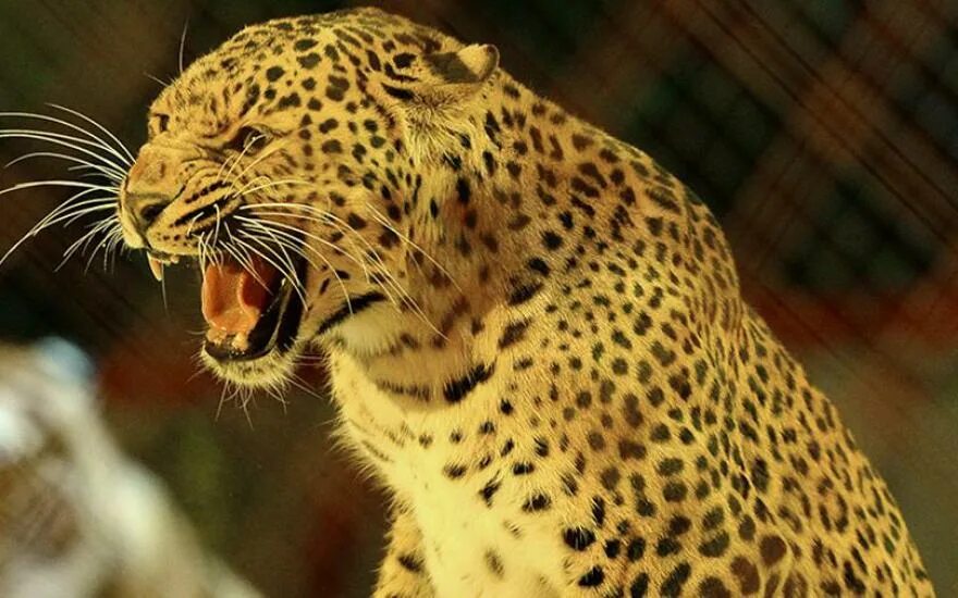 Нападающий леопард. Леопард агрессивный. Леопард снежный барс ягуар. Серпопард. Амурский леопард.