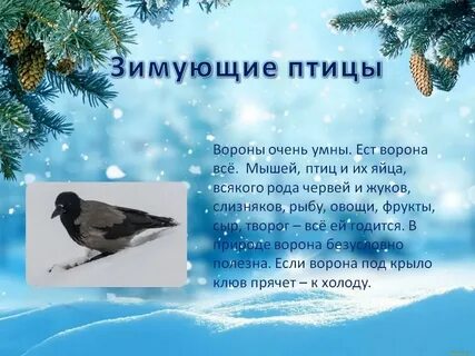Про зимующих птиц
