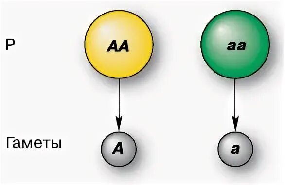гамета несет один ген из аллельной пары