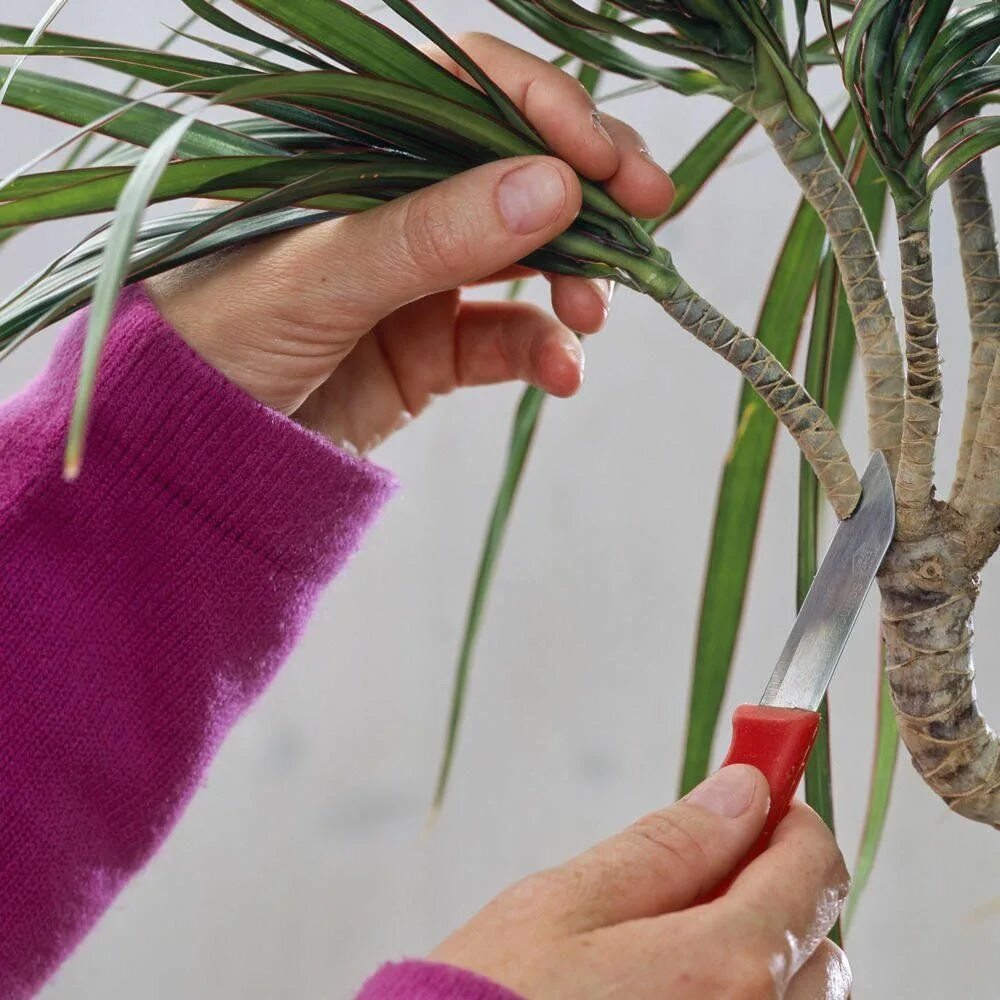 Пальма драцена бонсай. Черенковать драцену. Драцена после обрезки. Драцена после обрезки. Драцена циркулеза.