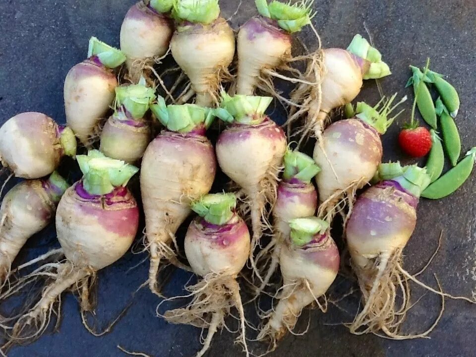 Брюква (Brassica napus). Турнепс брюква. Турнепс Остерзундомский. Какая брюква