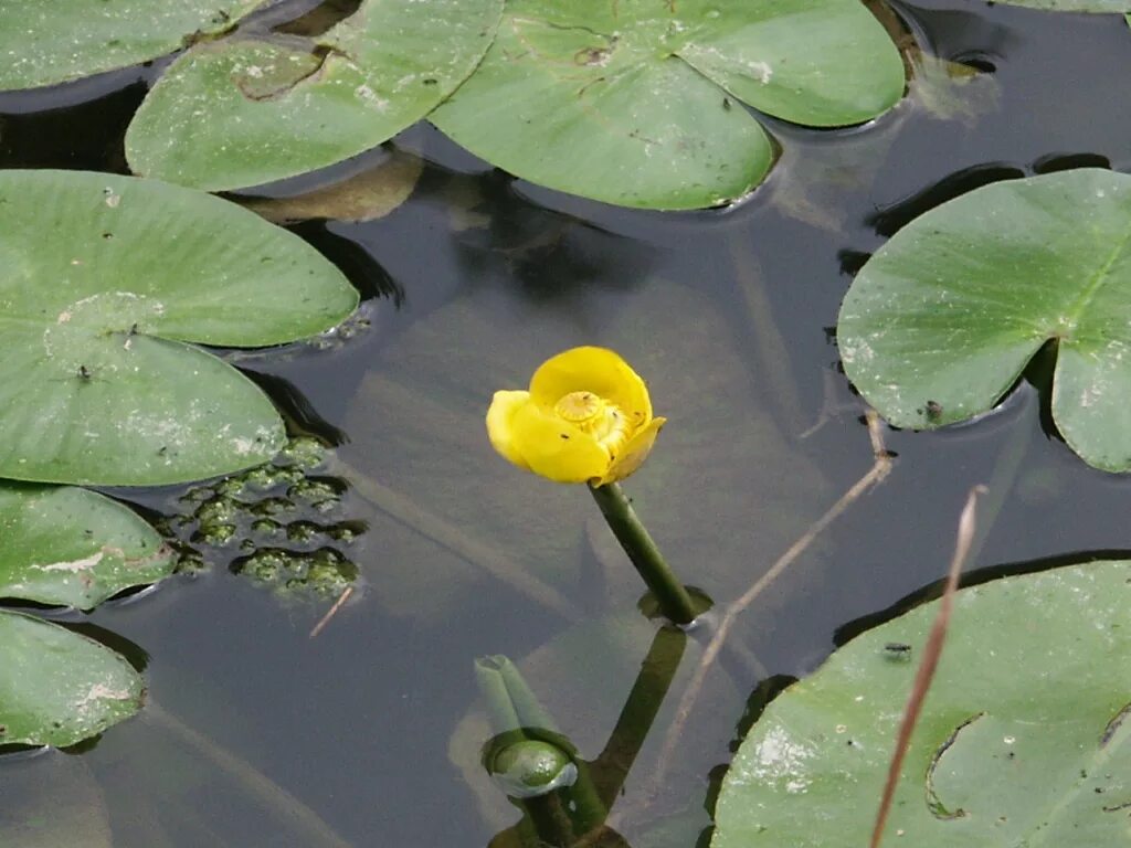 Кувшинка желтая кубышка. Кубышка желтая (Nuphar lutea). Кубышка желтая водяная Лилия. Кубышка лотоса. Кубышка растет