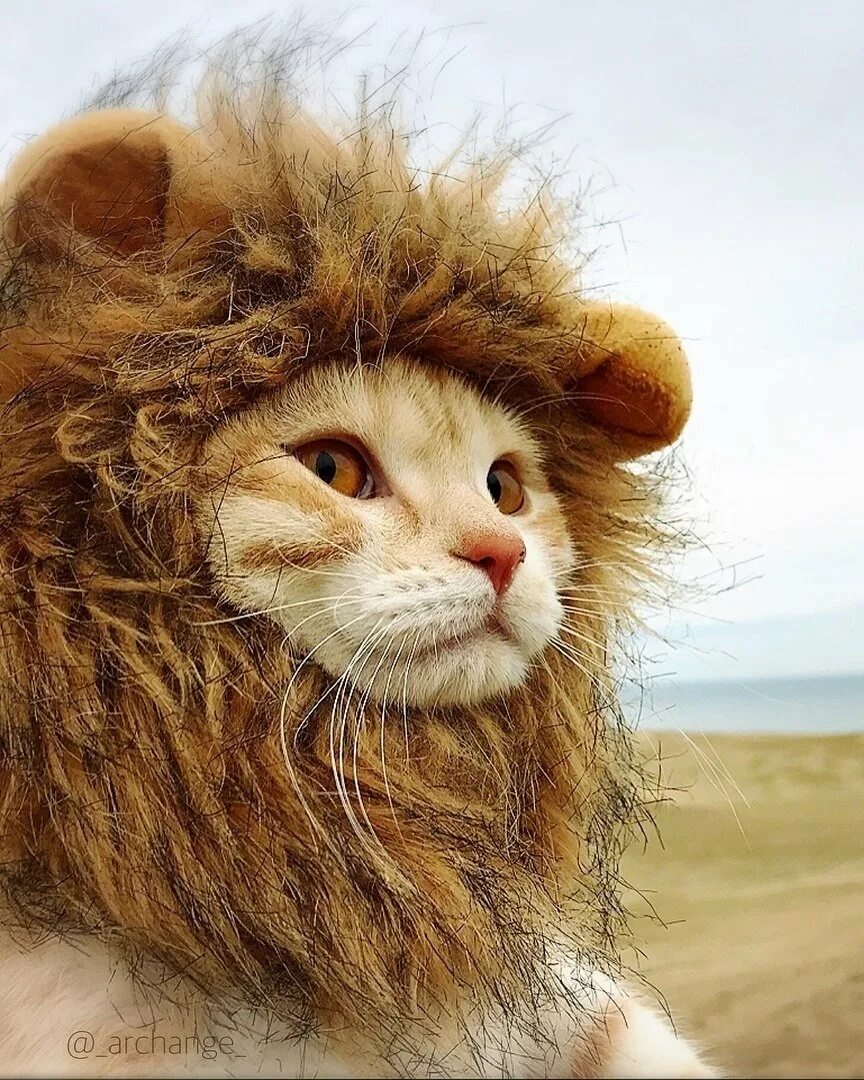 Кот лев. Лев в шапке. Котенок с гривой. Котенок с гривой Льва. Кот в шапке Льва.