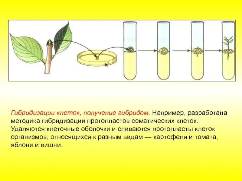 Получение новых видов растений. Методы клеточной инженерии в селекции растений. клеточная инженерия гибридизация. соматическая гибридизация клеточная инженерия. клеточная инженерия растений бутенко.