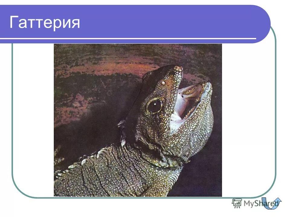 тест по биологии «пресмыкающиеся». тест по биологии пресмыкающиеся с ответами. проверочная работа по биологии 8 класс по теме земноводные. тест по теме пресмыкающиеся 7 класс биология. тест по теме пресмыкающиеся 7 класс биология.