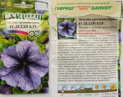 Петуния описание фото