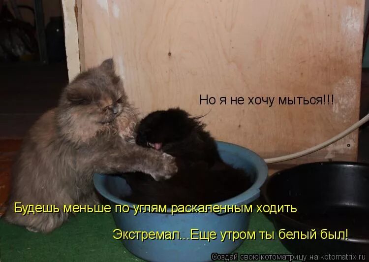 что делать если не хочешь мыться. я мыться не буду. хочется помыться. что делать если не хочешь мыться. мыться каждый день.