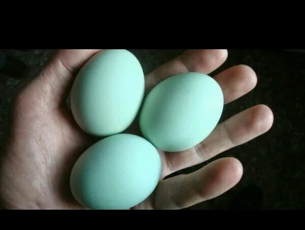 Как получить сильнейшее яйцо. Минорки яйца. Голубые яйца куриные. Яйцо голубоватого цвета. Синие яйца куриные.