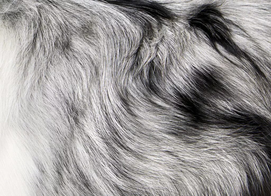 Мех собаки. Собачья шерсть. Расчесывание шерсти. Шерсть собаки. Собачья шерсть текстура.