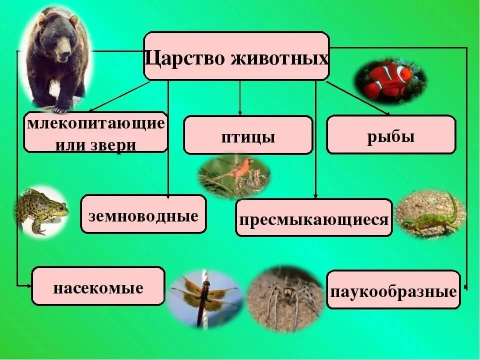 Животные 3 категории. В царстве животных. Представители царства животных. Биология царство животных. Царство животных 5 класс.