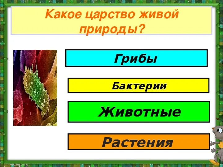 Сколько на земле существует царств природы. Царства природы 3 класс. Царства живой природы 3 класс. Царства живой природы схема. Царства живой природы 3 класс окружающий мир.