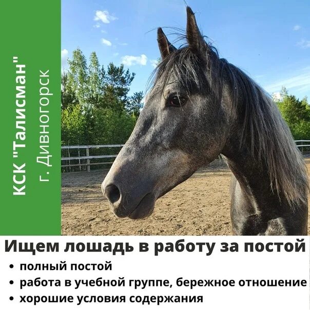 Хочу работать лошадь. Работа с лошадьми. лошадка на работе. работаю как лошадь. пусть лошадь работает.