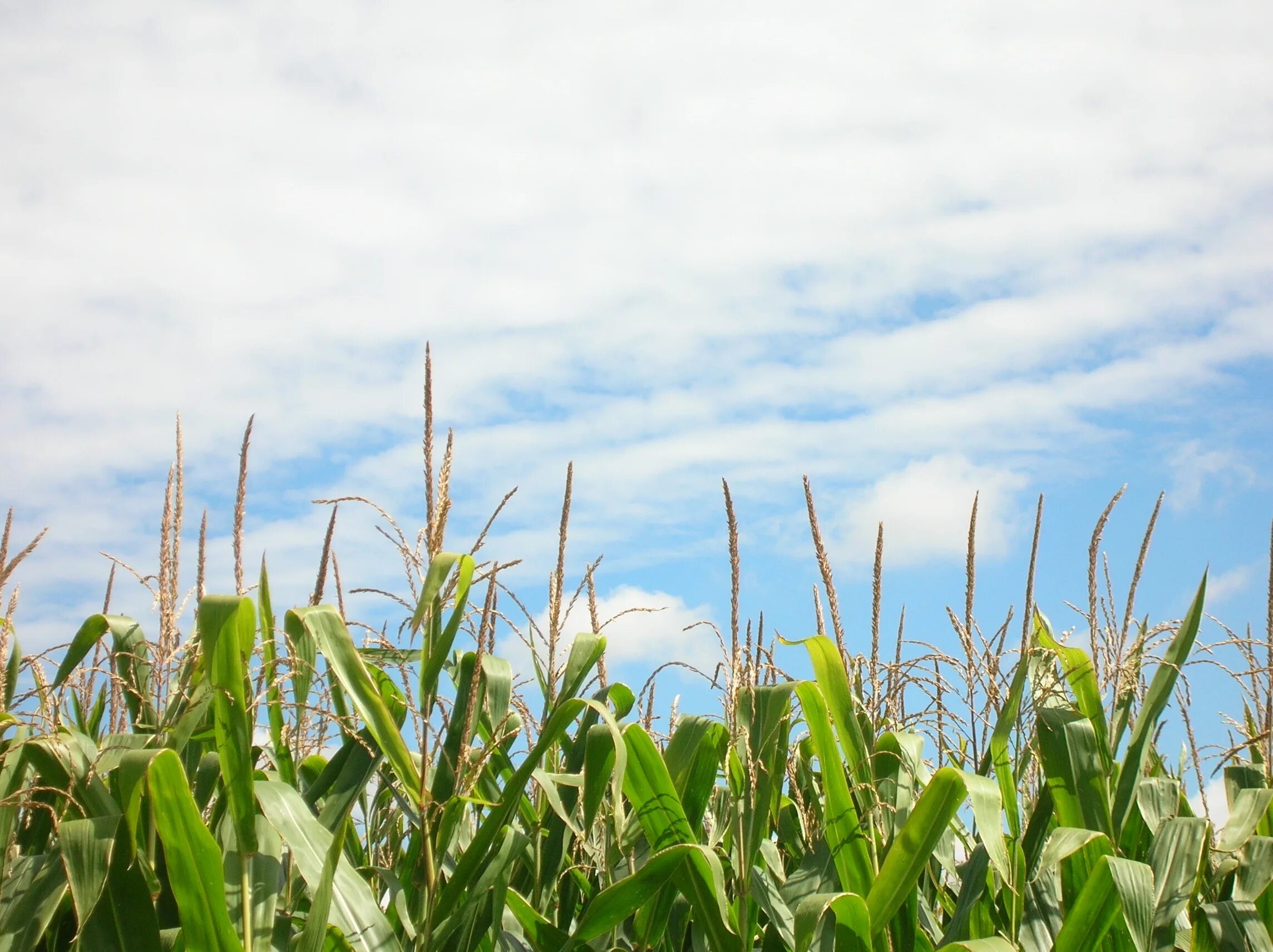Corn fields