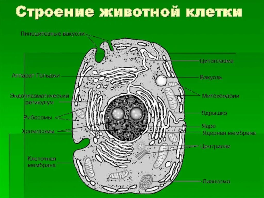 Схема клетка живая. Строение животной клетки рисунок с подписями. Схема строения животной клетки 9 класс биология. Рис. 1 строение животной клетки. Строение животной клетки схема 6 класс биология.