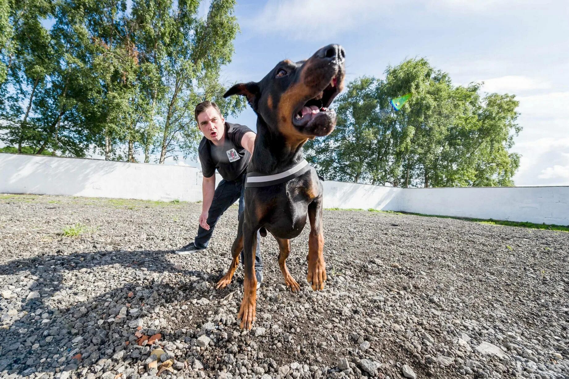 Дрессировка собак на захват. Команды для собак. Фас команда собаке. Дрессировка овчарки. Бельгийская овчарка дрессировка.