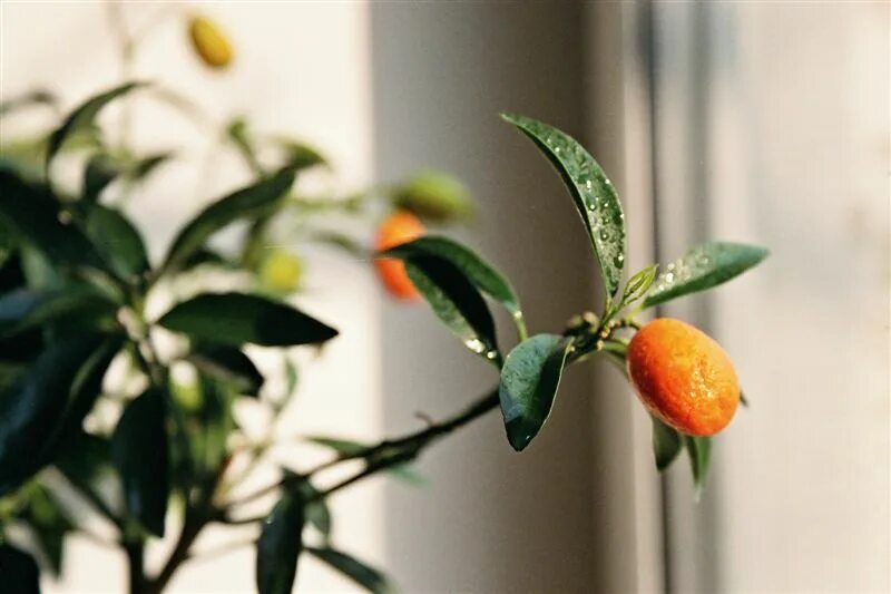 Кумкват опадают. Кумкват опадают. Фортунелла кинкан кумкват. Кумкват красный. Кумкват опадают.