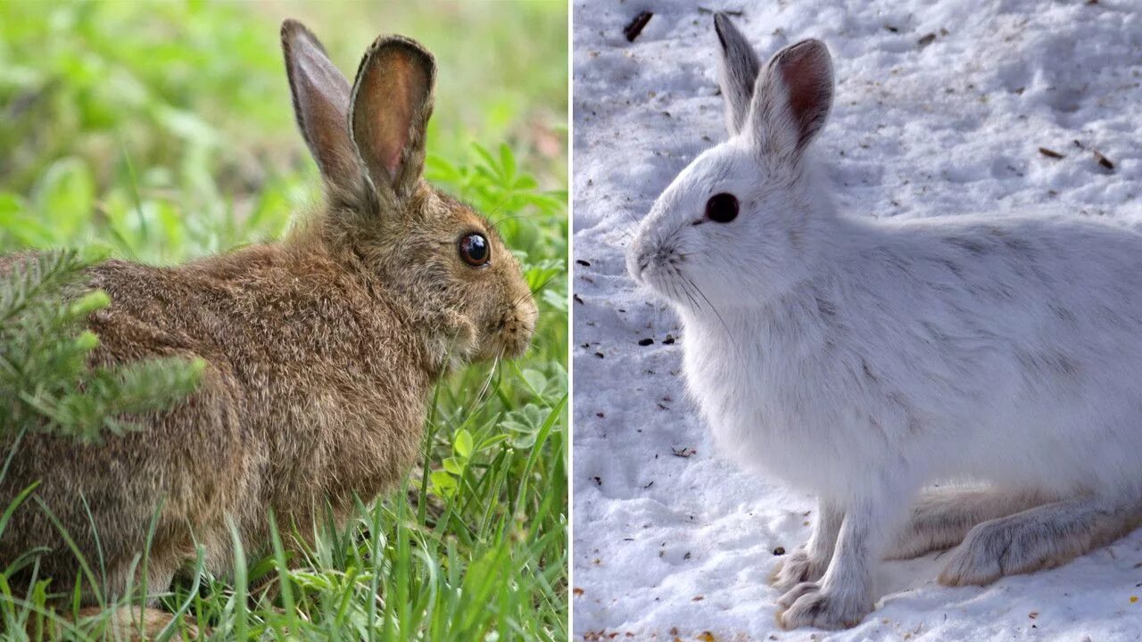 Линька зайца. Заяц зимой. Заяц меняет шубку. Заяц линяет. В какое время у зверей бывает линька