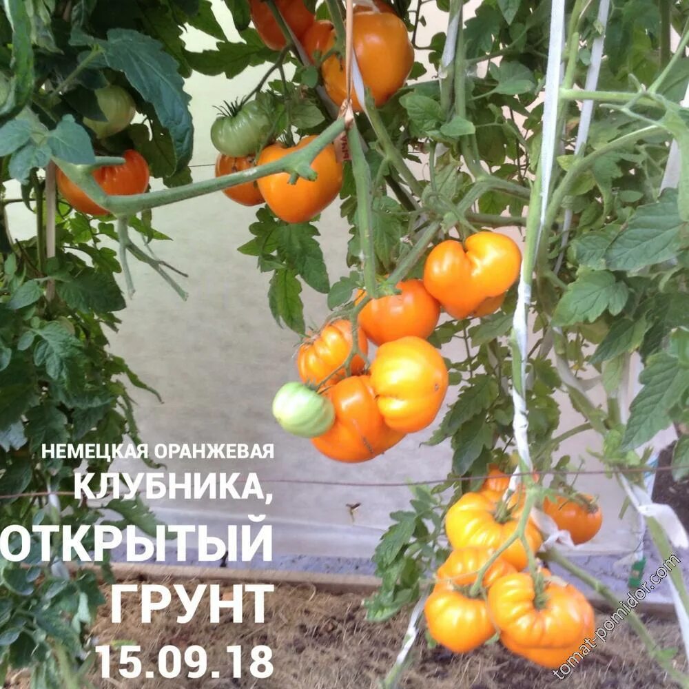 Немецкая клубника томат описание сорта отзывы фото - ViktoriaFoto.ru