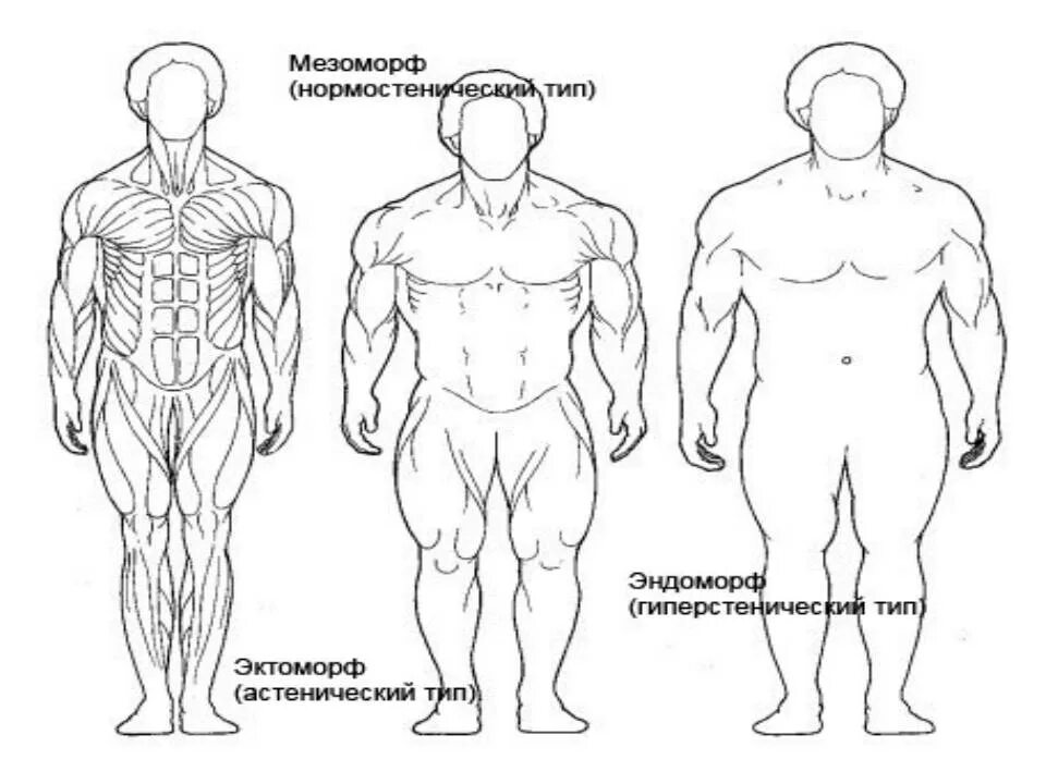 Типы телосложения эктоморф мезоморф эндоморф. Типы телосложения мужчин мезоморф эндоморф. Тип телосложения нормостенический мезоморф. Смешанный Тип телосложения эктоморф-мезоморф. Кто такой эктоморф и мезоморф