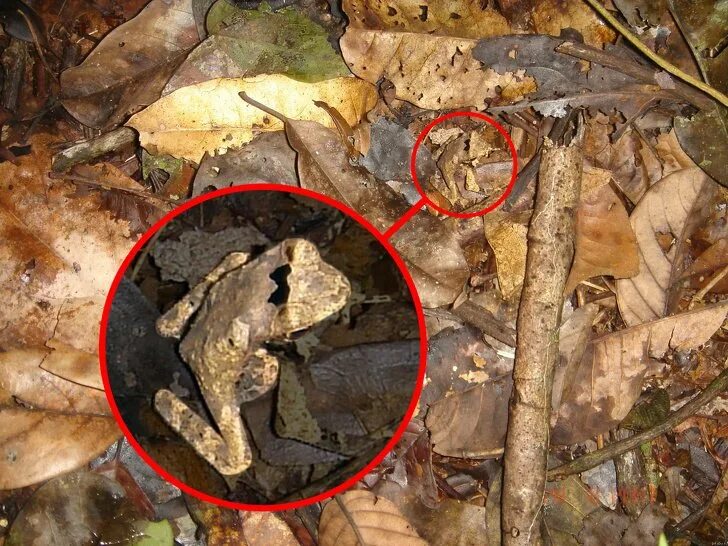 Нашли жабу. Головоломка найди лягушку. Найди лягушку. Нашли жабу. Нашли жабу.