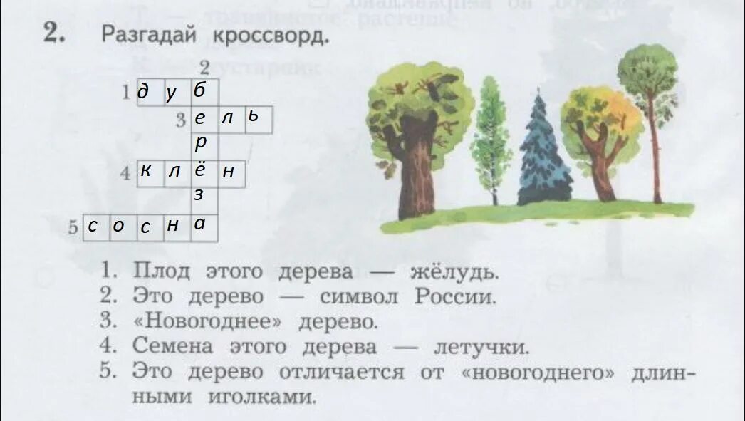 Плоды чудо дерево сканворд 5